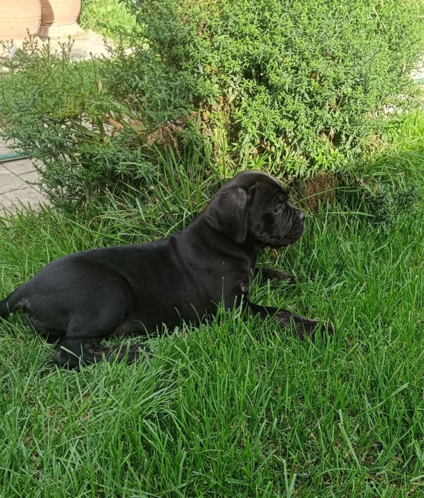 Cane Corso preto femea
