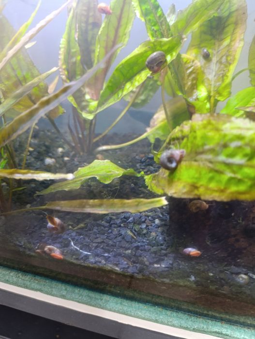 Oddam ślimaki duża ilosc
