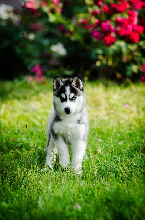 Дівчинка хаскі. КСУ