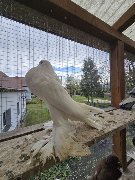 Garłacz Pomorski samica 21