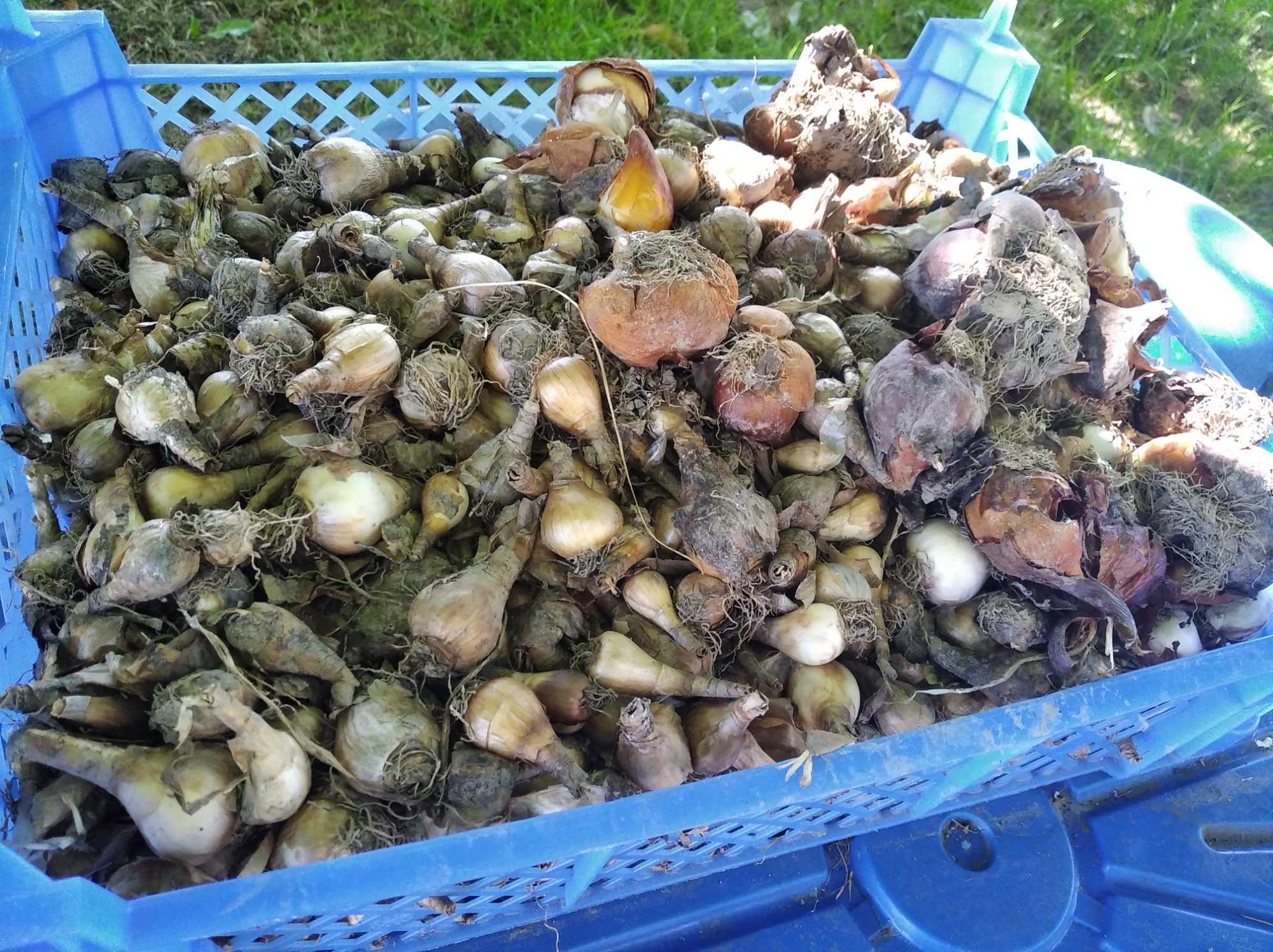 Lilie ogrodowe pomarańczowe