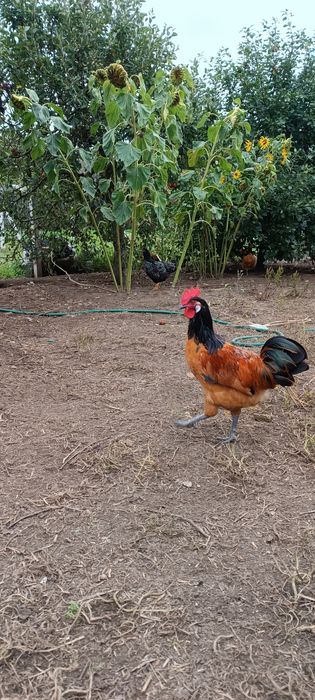 Koguty ozdobne vorwerk