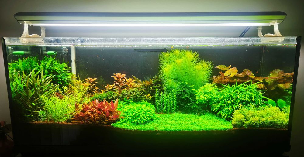 Pack de plantas para aquários de peixes/camarões de água quente