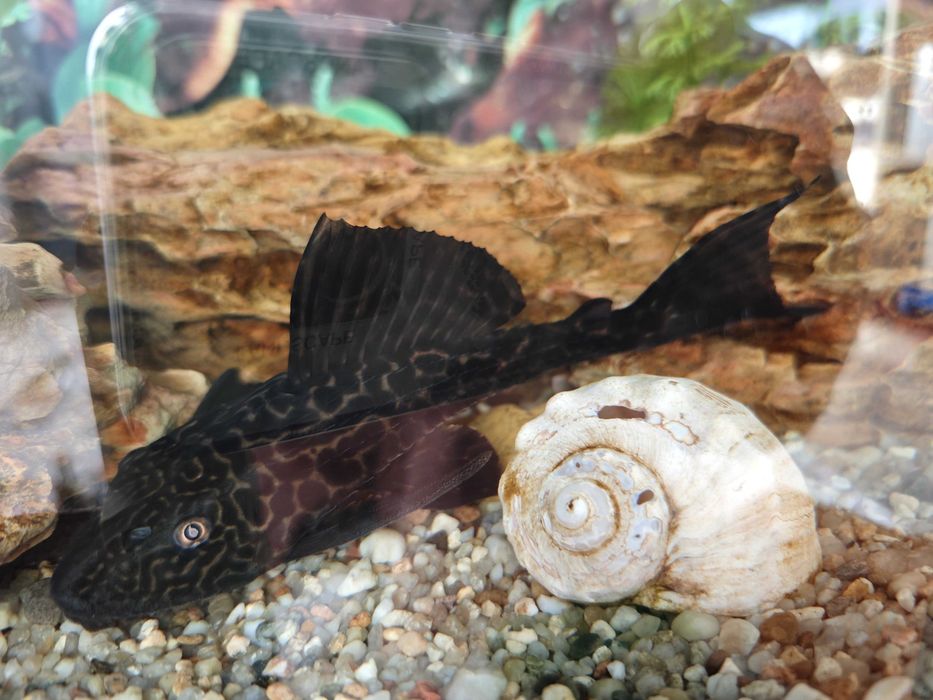 Аквариум Природа