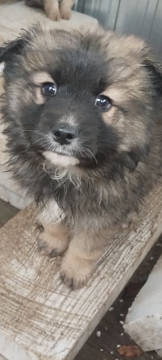 Oddam za darmo pieska