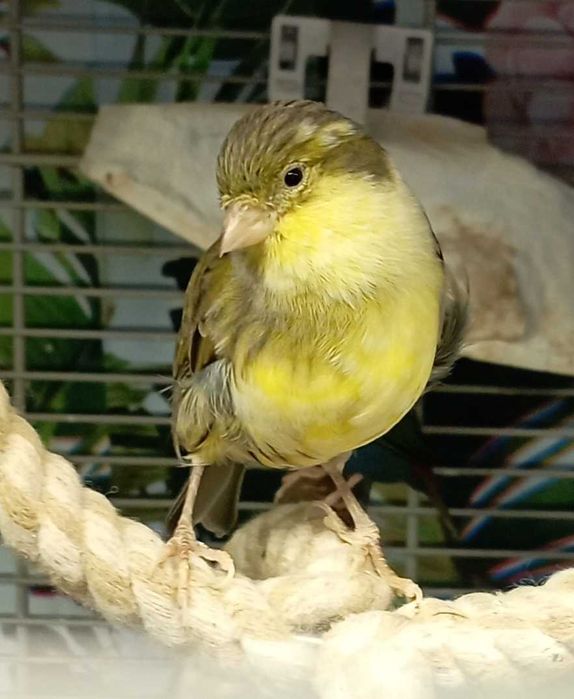 Kanarek samiczka roczna