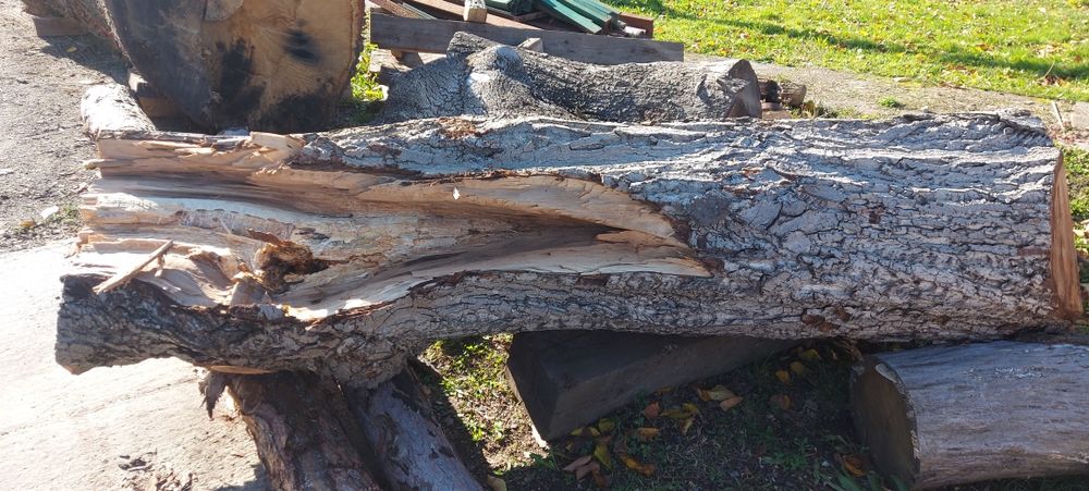 Orzech włoski kłoda drewno