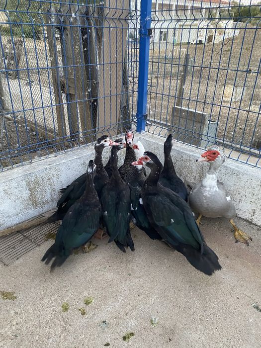 Patos mudos do campo