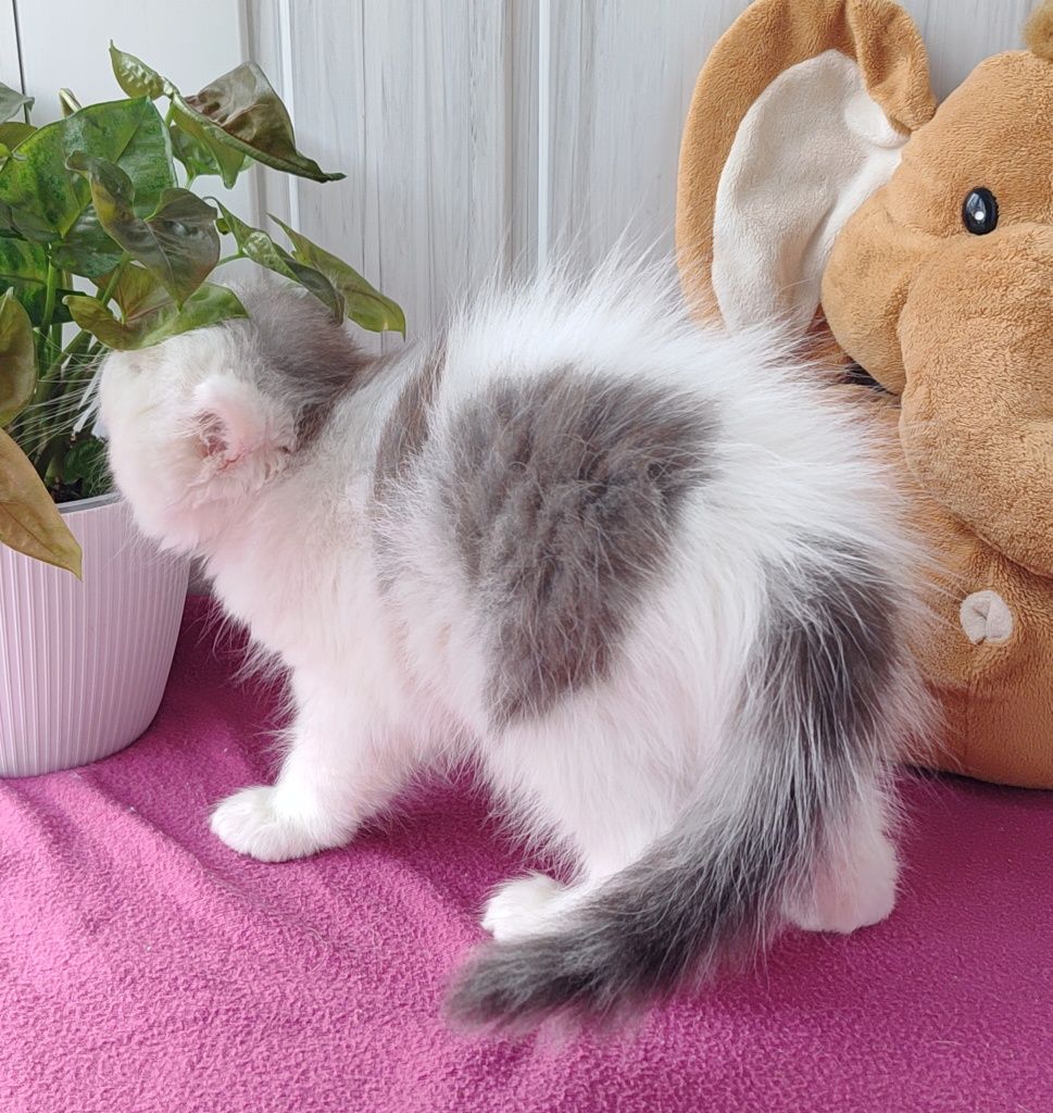 Хлопчик з чарівно блакитними очима.  Котёнок мальчик