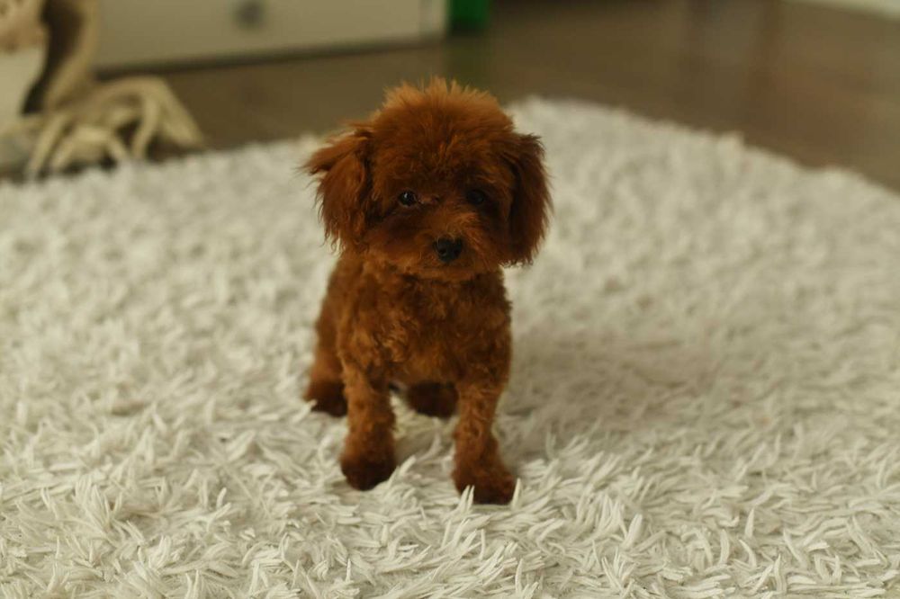 pudel toy-suczka xs teacup