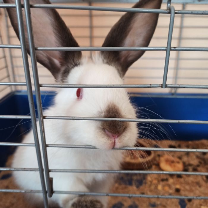 Продам кролика (девочка)