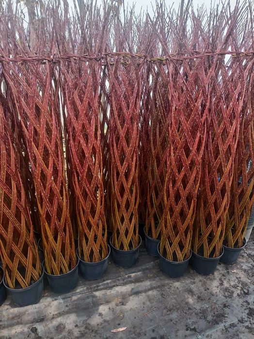 Wierzba pleciona wiklina ilości hurtowe