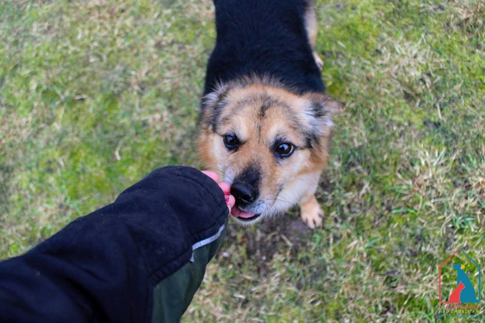 Mała Beti szuka domu