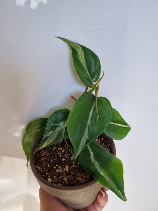 Philodendron RIO