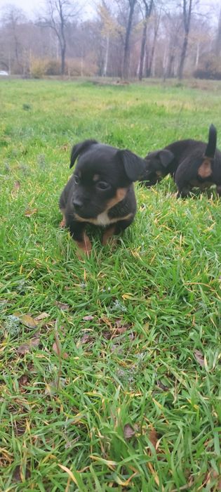 Щенки 3 месяца-девочки