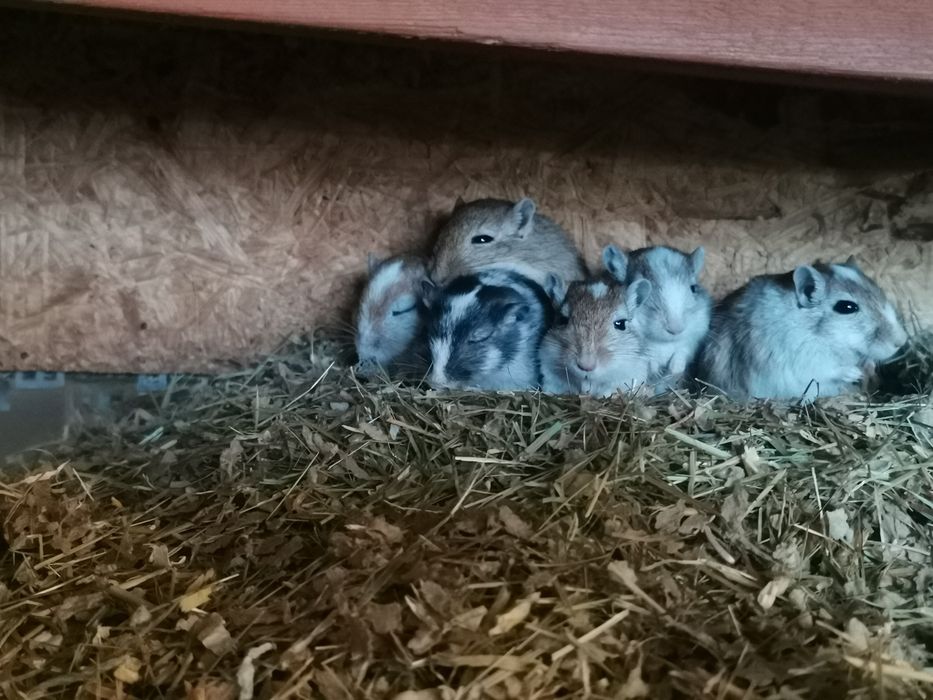 Myszoskoczki suwaki mongolskie samice 6 sztuk