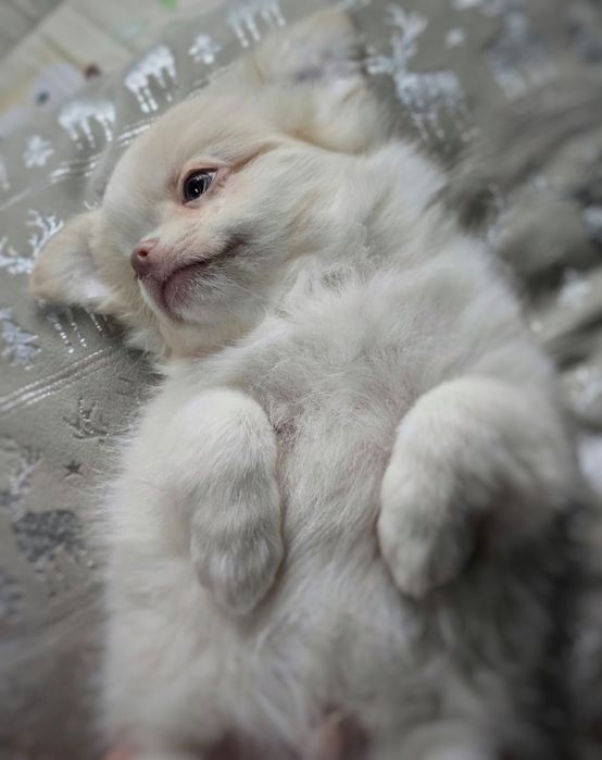 Chłopiec chihuahua długowłosy fci