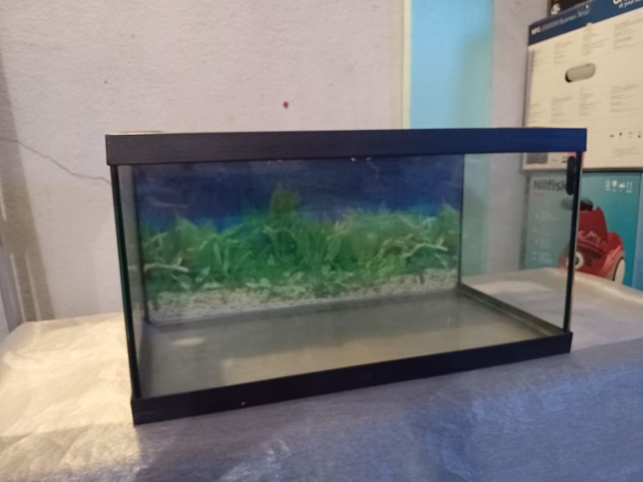 Aquário de vidro para peixes ou répteis