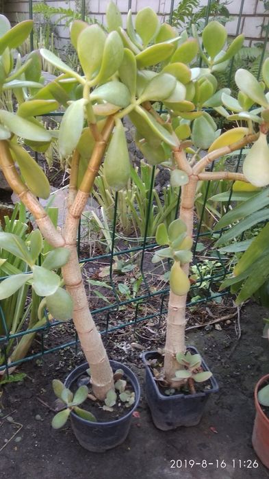 Столетник,денежное дерево