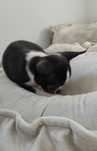 Chihuahua Czarno Biały Piękny *MOZART*BADANIA