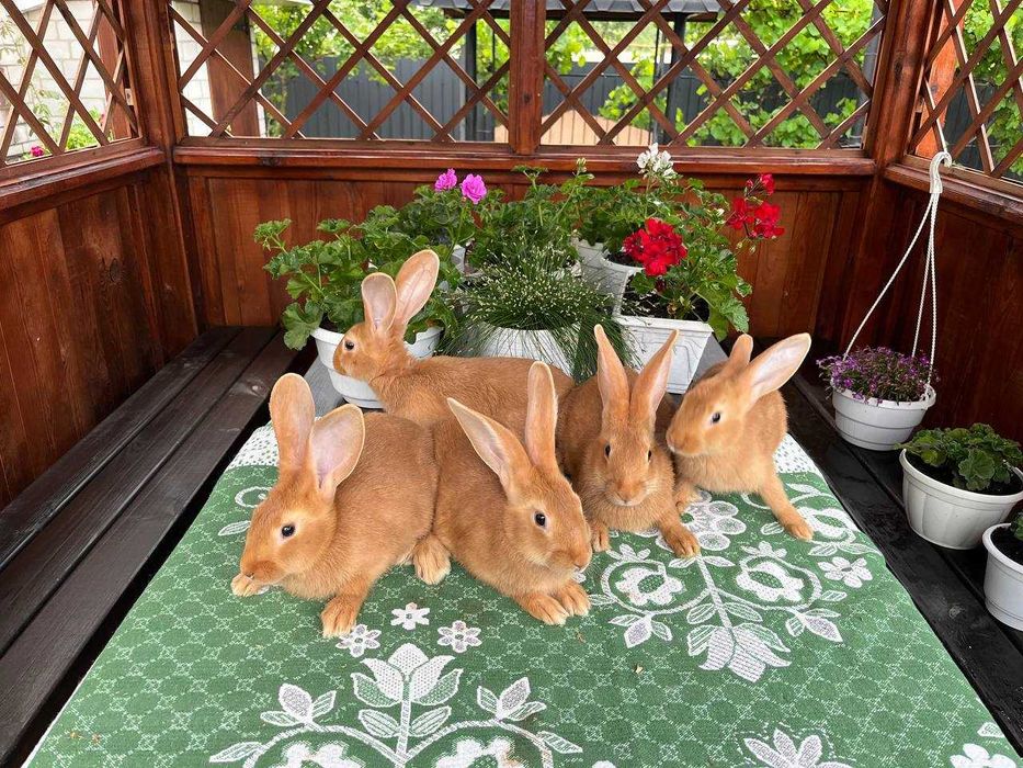 Кролі породи Бургундець та Білий Панон