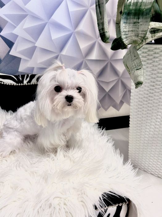 Malutka maltaneczka Champion polski badania DNA