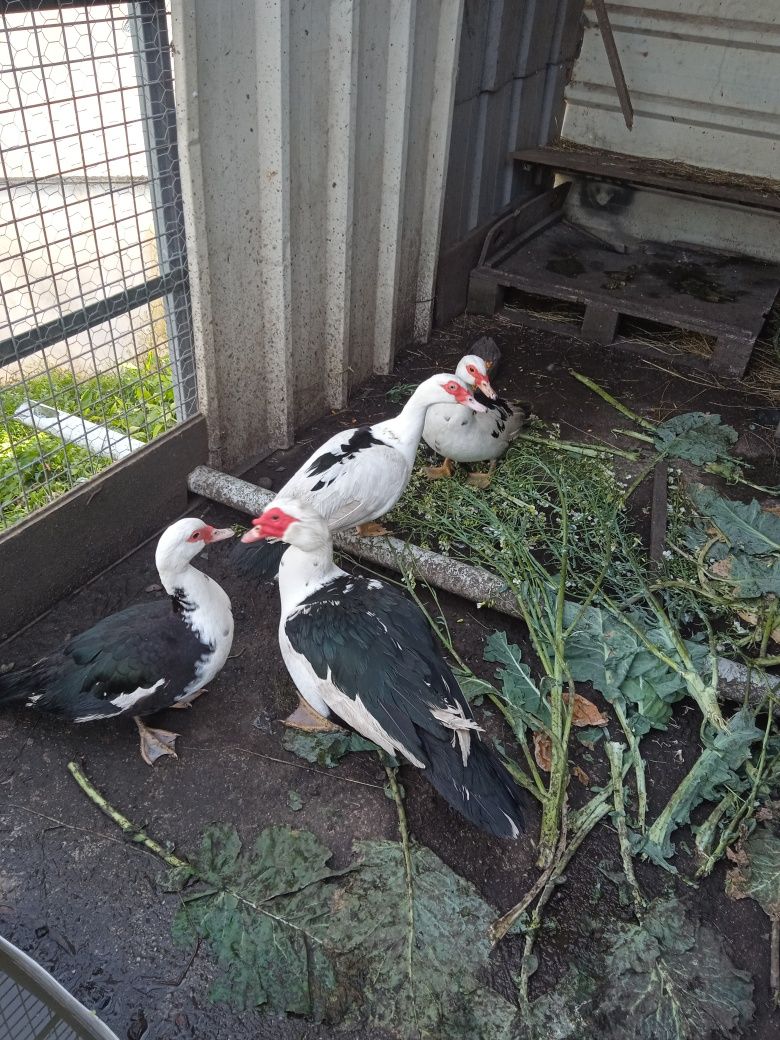 Vendo patos mudos