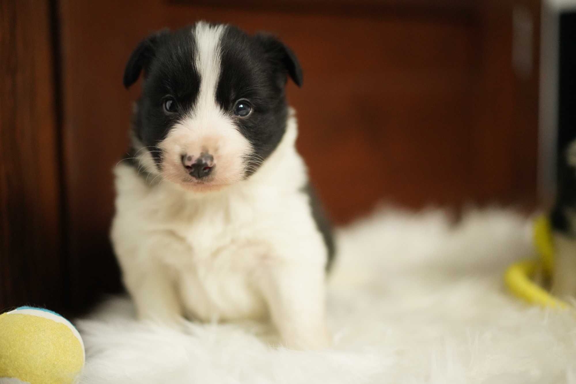 Wspaniały piesek Border Collie - gotowy do odbioru! Barni