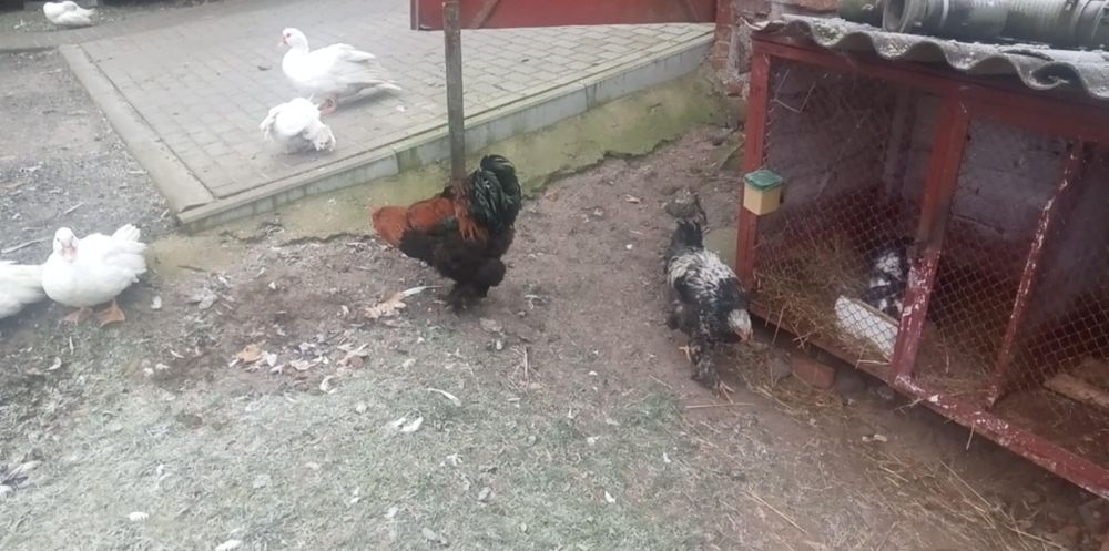 Sprzedam gołębie różne rasy