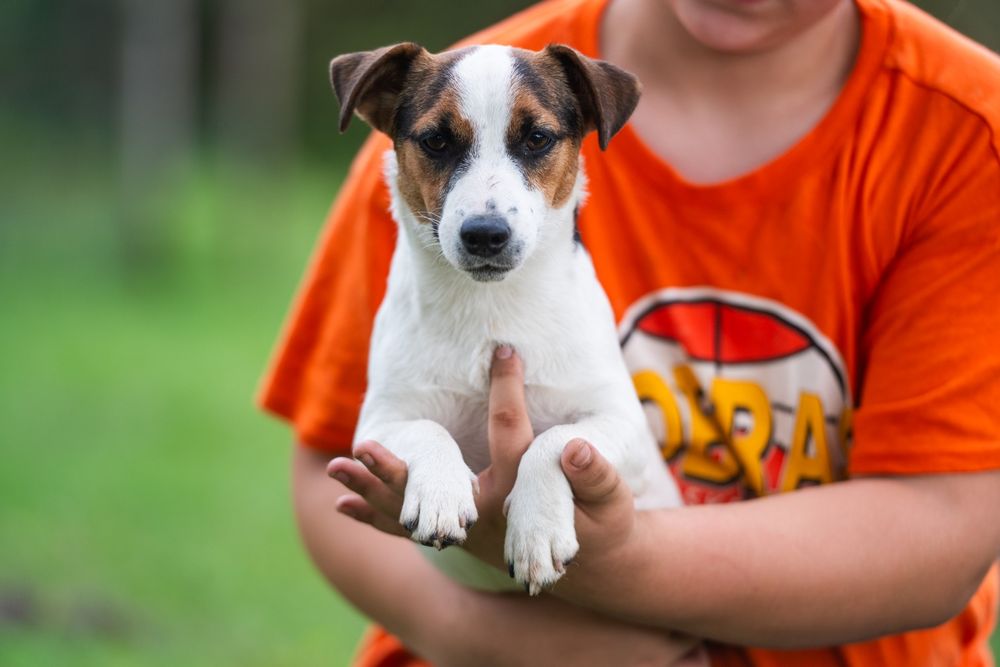 Suczka gładkowłosa Jack Russell Terrier ZKwP