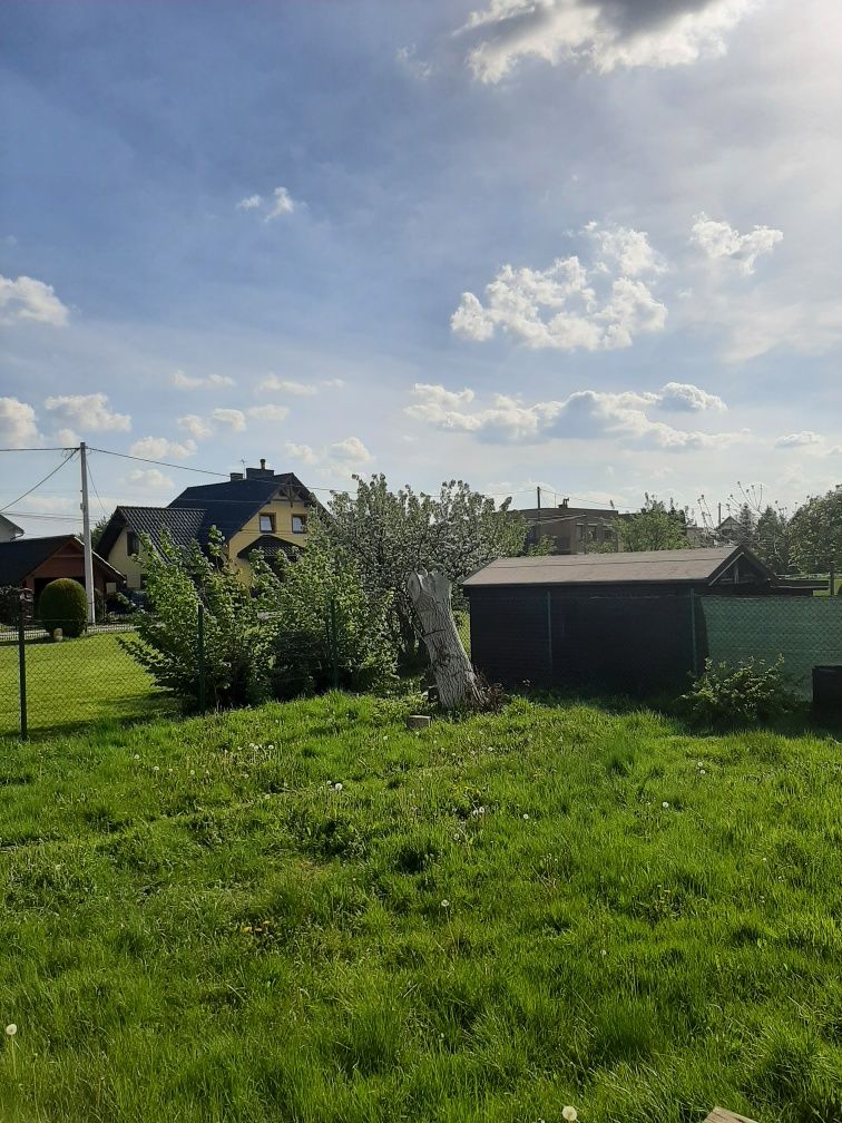 Kłoda orzecha włoskiego
