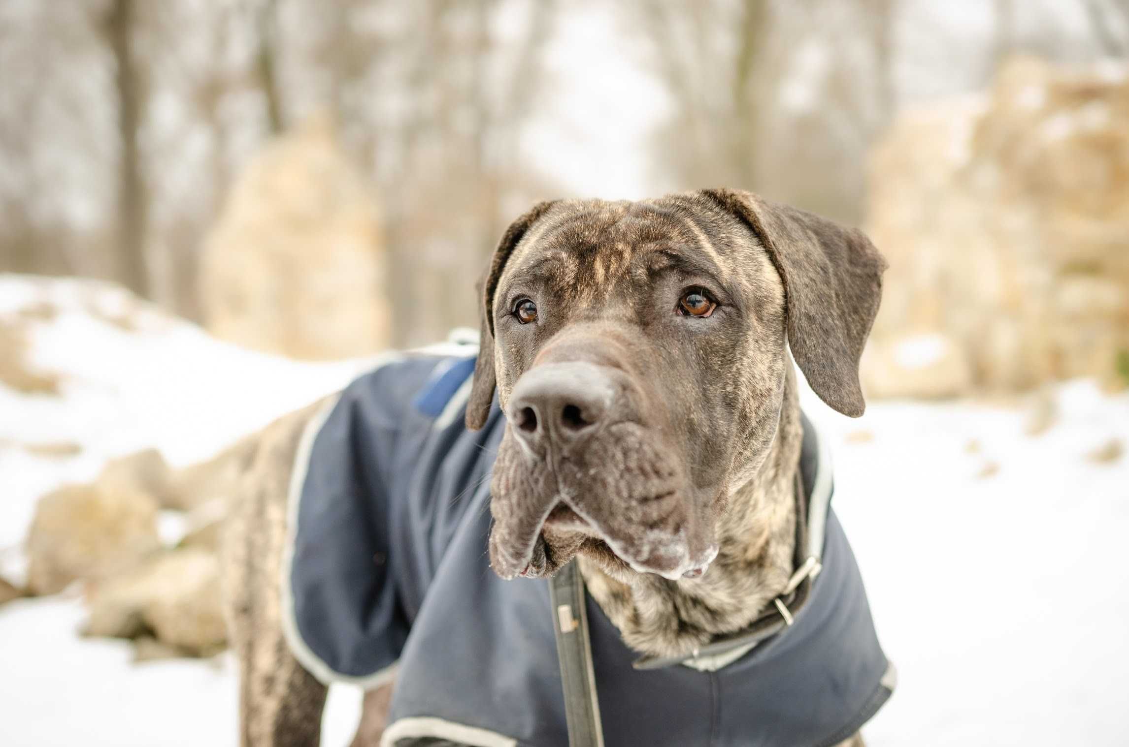 Dog kanaryjski - piękny filet poleca się do adopcji!