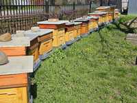 Pszczoły rodziny pszczele - ramki wielkopolskie