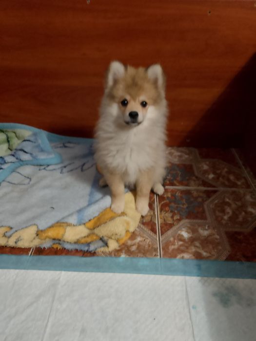 Szpic mały 3 miesięczny.