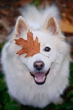 Перетримка домашніх тварин ,собак ,котів .