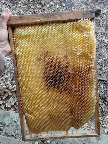 Продам рамки українські суш бджолина!
