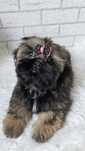 Shih Tzu sunia 2msc Do Rezerwacji!