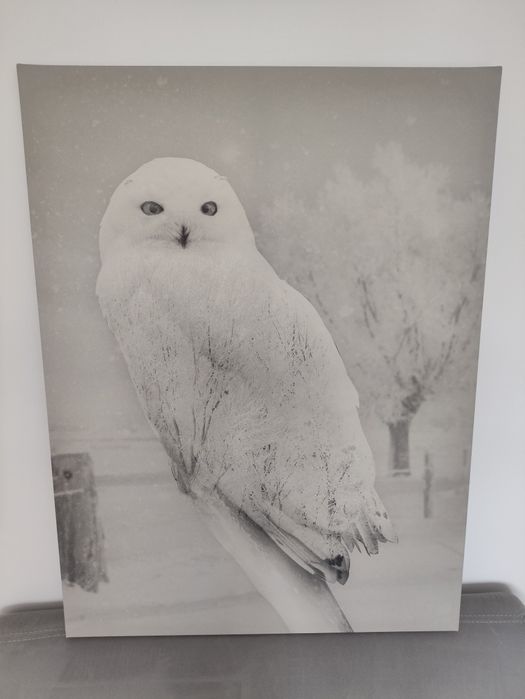 Obraz,Sowa,czarno-biały