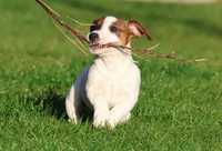 Trzymiesięczny Piesek Jack Russell Terrier / BREFIO