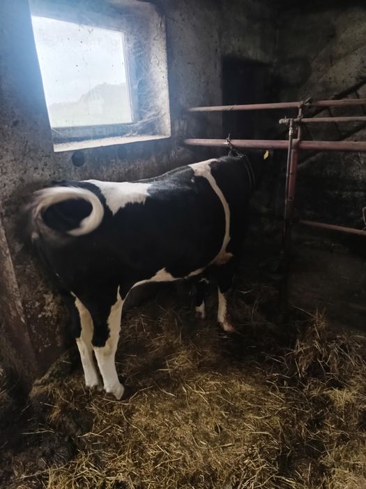 Sprzedam dwie jałówki cielne