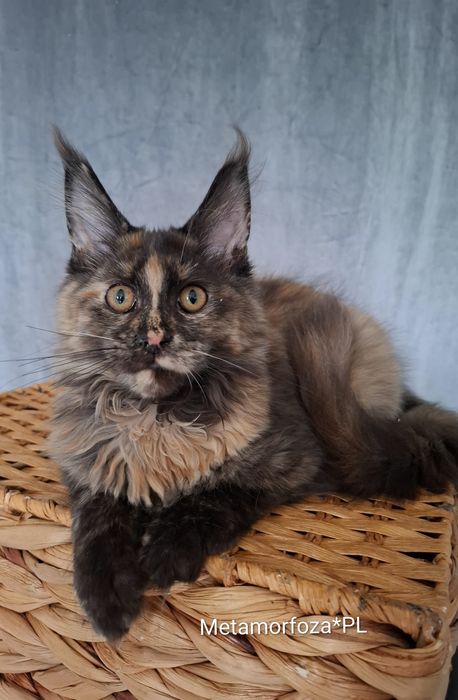 Kotka maine coon / ew. do hodowli