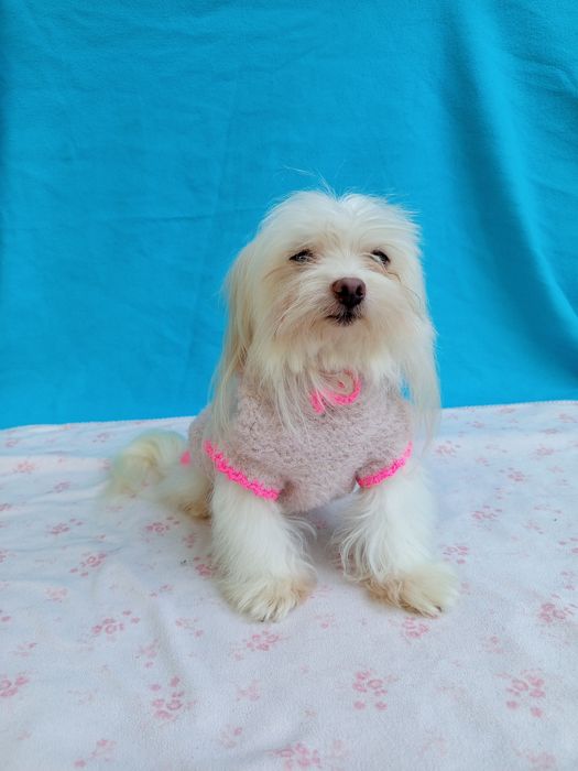 Мальтійська болонка, гарненька  дівчинка