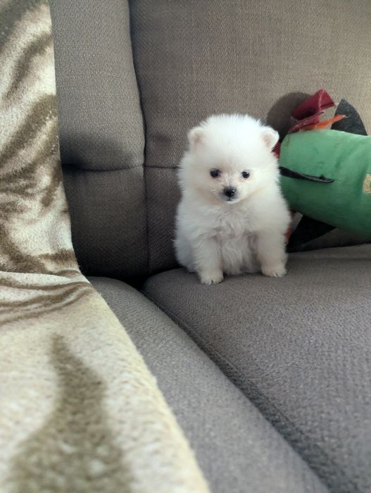 Гарні пупсики- шпіцульки