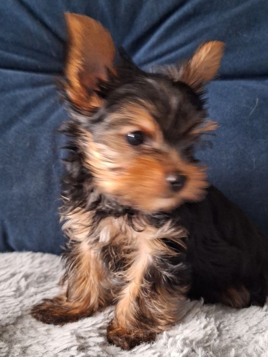 Śliczny york piesek