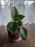 Philodendron z domowych nadwyzek