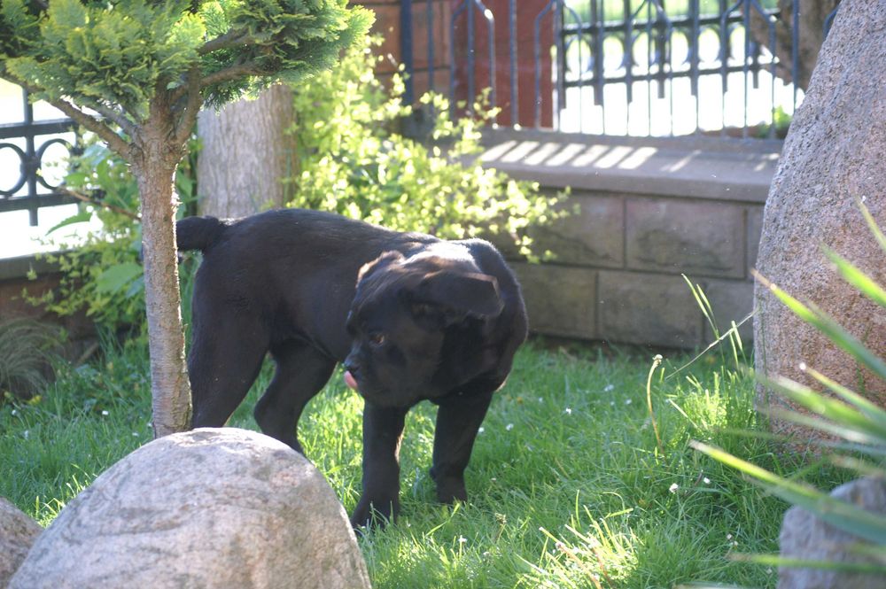 Cane Corso FCI  suczka, mocna budowa