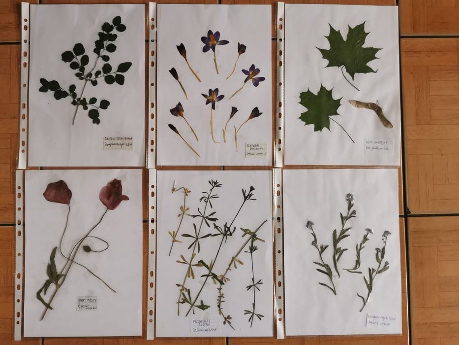 Zielnik szkolny 20 gatunków