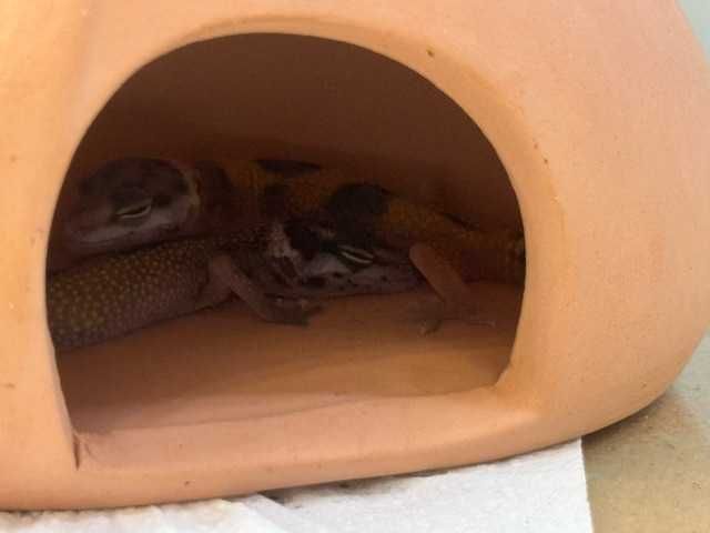 gekon lamparci sklep GRUBY KOCUR rzeszó
