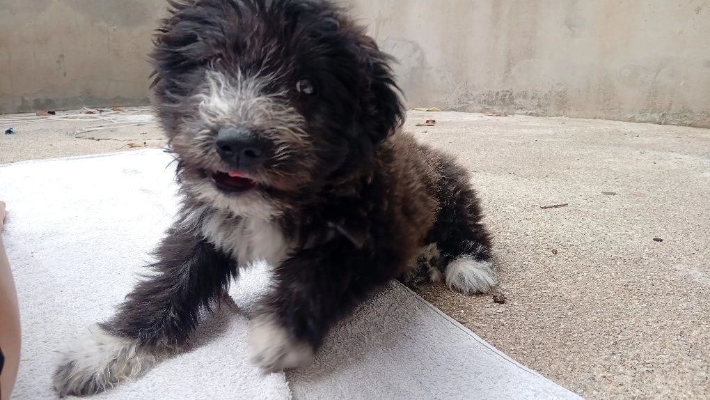 Cãozinho para adoção