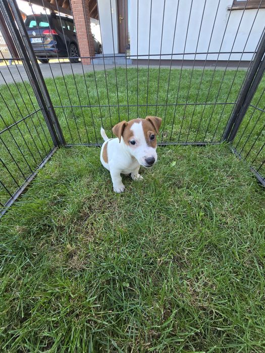 Jack Russell piesek